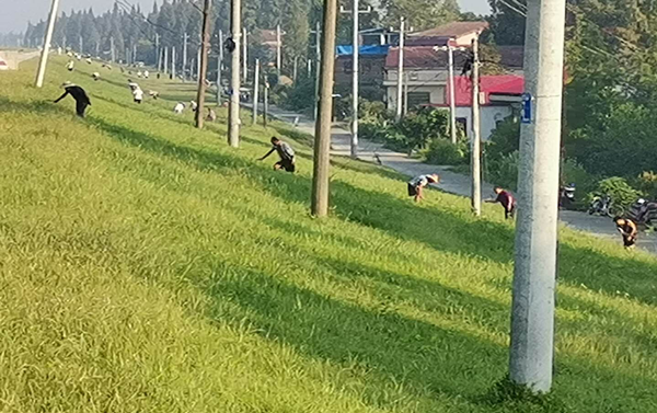 茅草街镇退洪后党旗再次飘扬在防汛一线