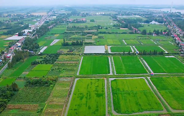 茅草街镇做强重点镇领跑南茅草
